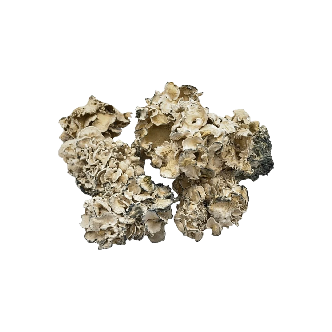 DRY SHROOMS | ENIGMA