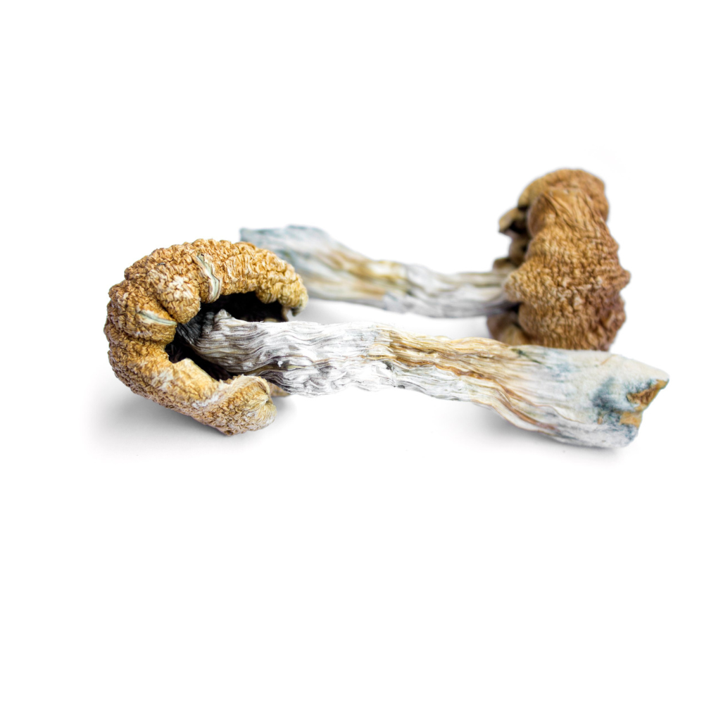 CHAMPIGNONS SECS | PORTES LUCIDES
