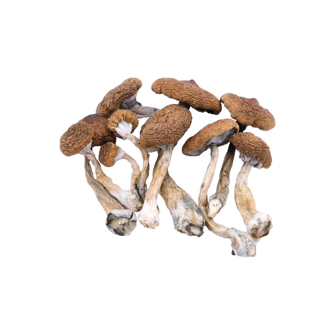 DRY SHROOMS | GOLDEN EMPEROR