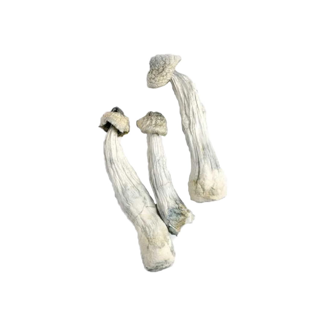 DRY SHROOMS | ACADIAN