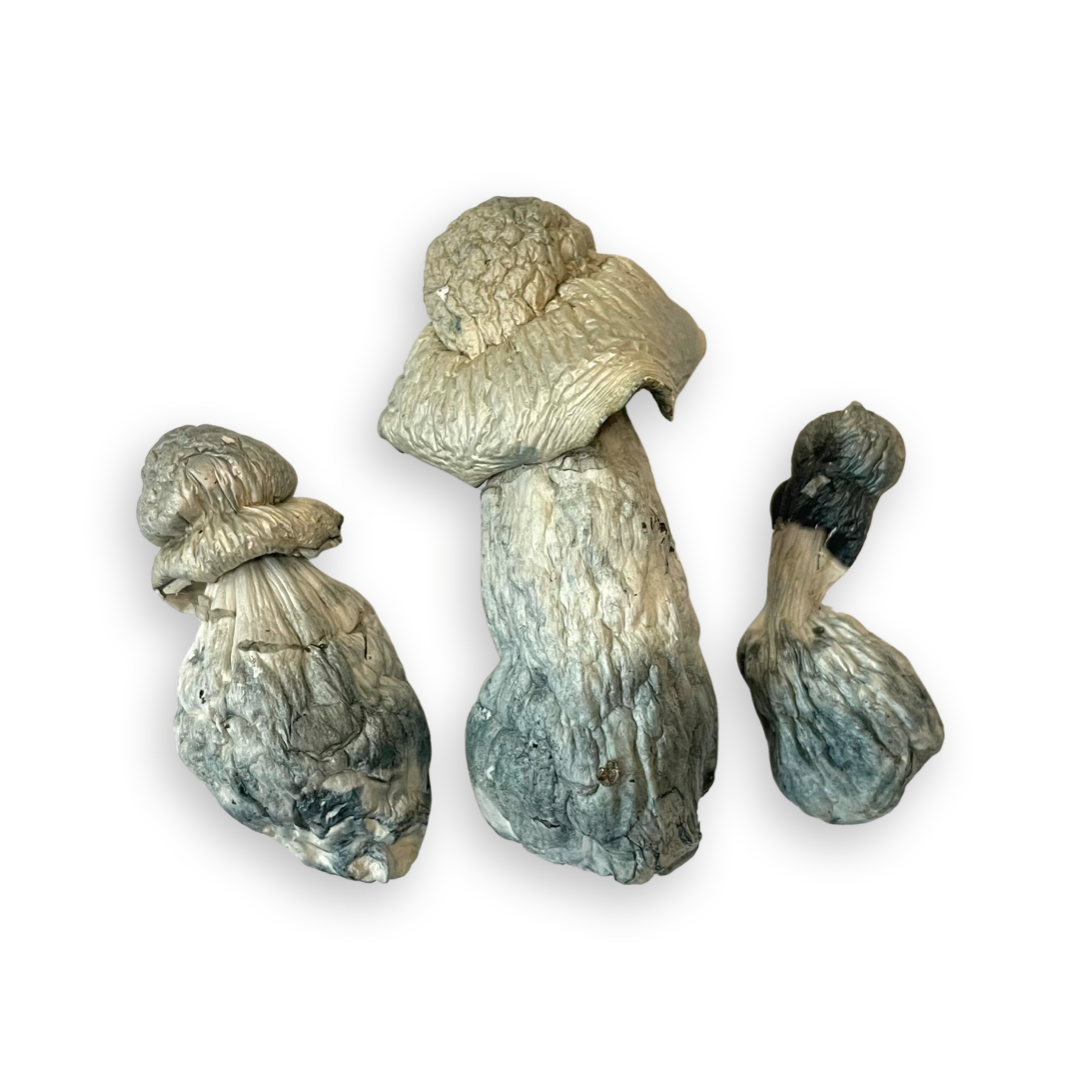 DRY SHROOMS | ALBINO PENIS ENVY