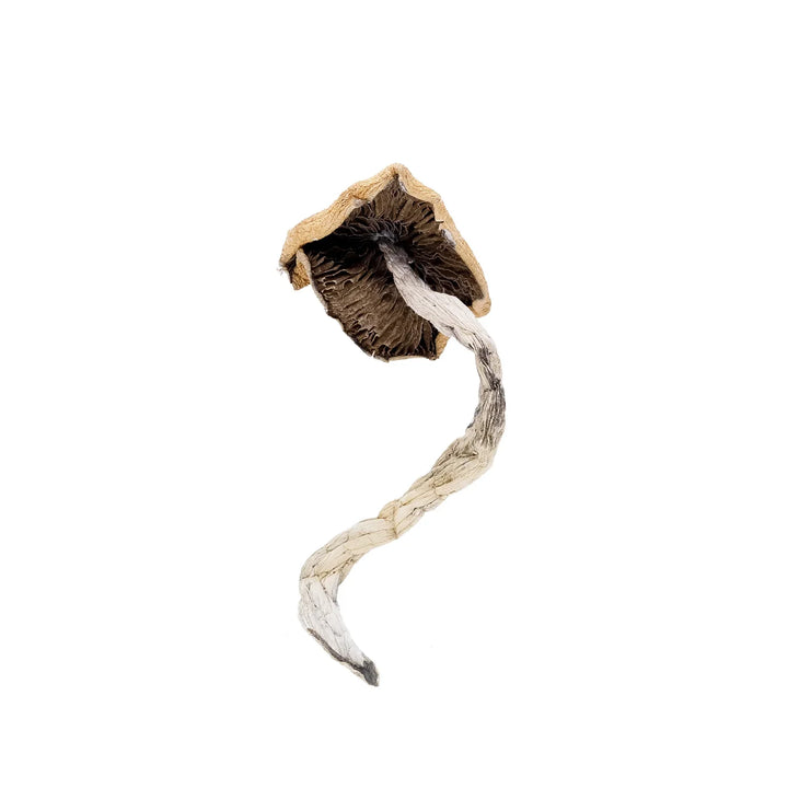 DRY SHROOMS | B+