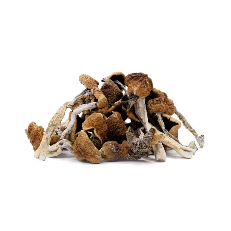 DRY SHROOMS | B+