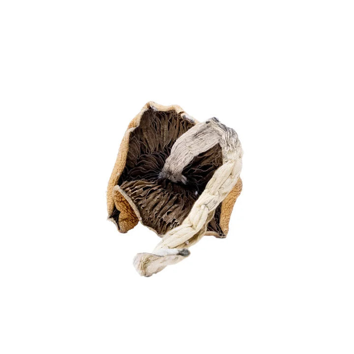 DRY SHROOMS | B+
