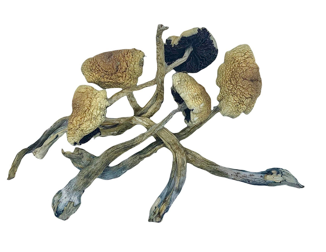 DRY SHROOMS | COSTA RICA CUBENSIS
