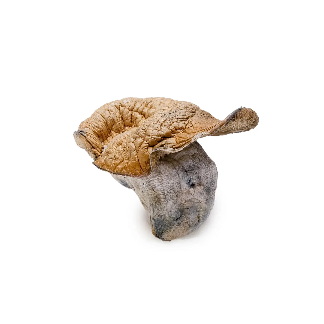 DRY SHROOMS | DINO EGGS