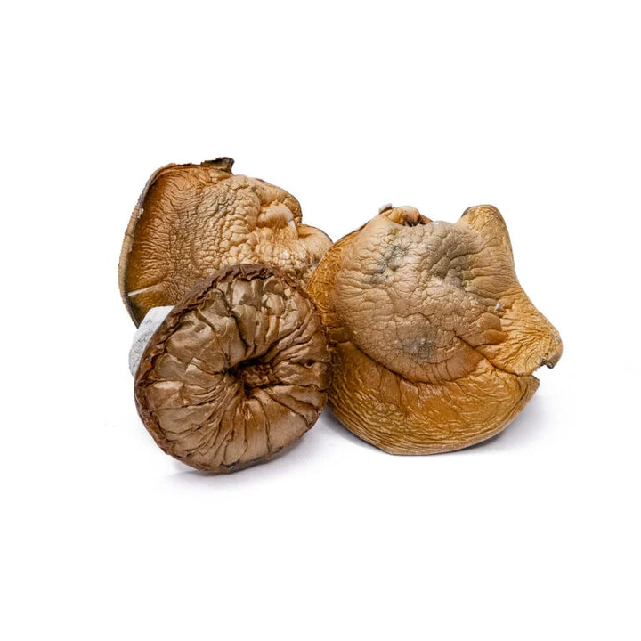 DRY SHROOMS | DINO EGGS