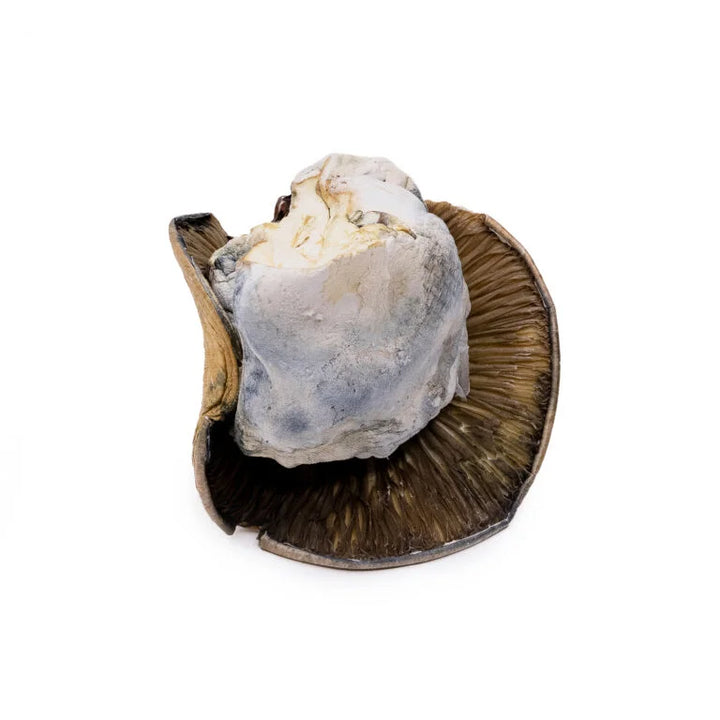 DRY SHROOMS | DINO EGGS