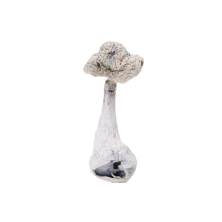 DRY SHROOMS | LEUCISTIC BURMA ALBINO