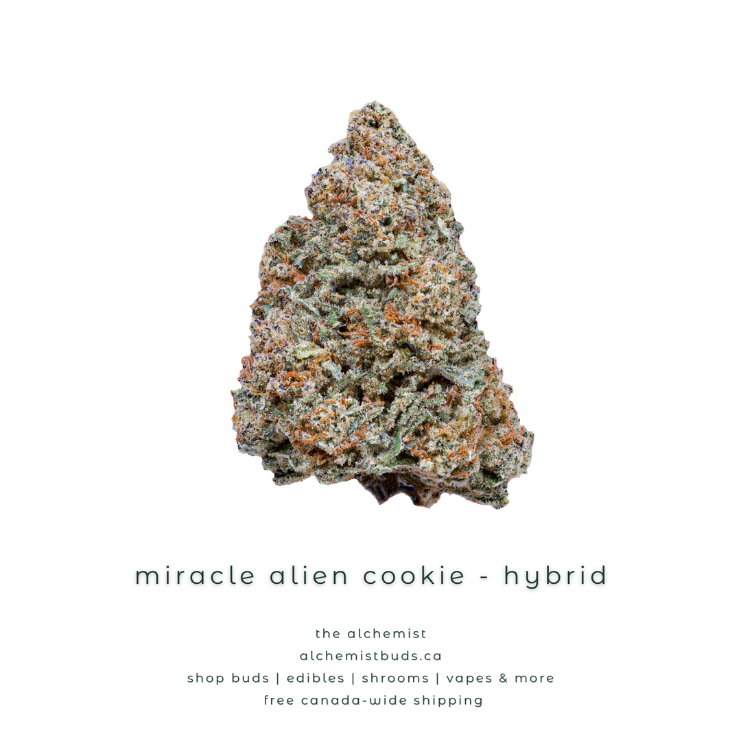 AAAA | BISCUIT MIRACLE ALIEN - MAC1 - HYBRIDE