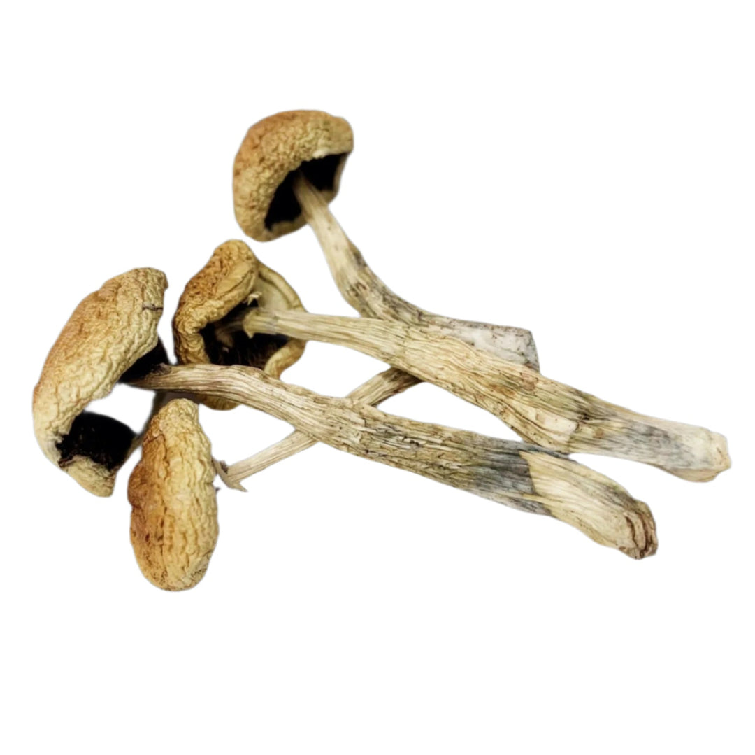 DRY SHROOMS | WOLLYGONG